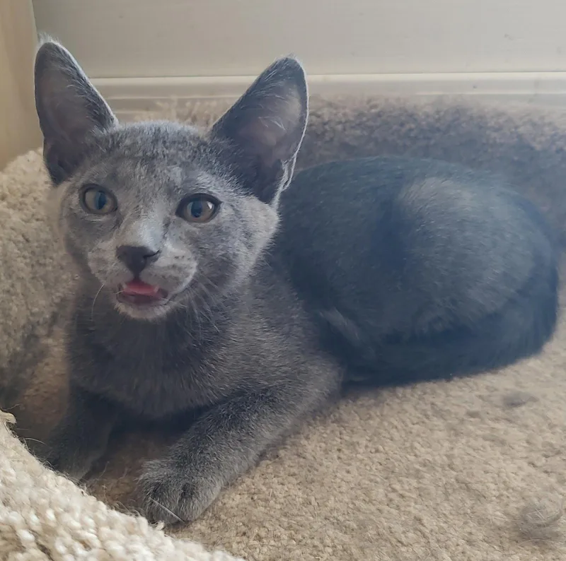 A young medium-sized female Domestic Short Hair cat named Misty for adoption in Phoenix, AZ