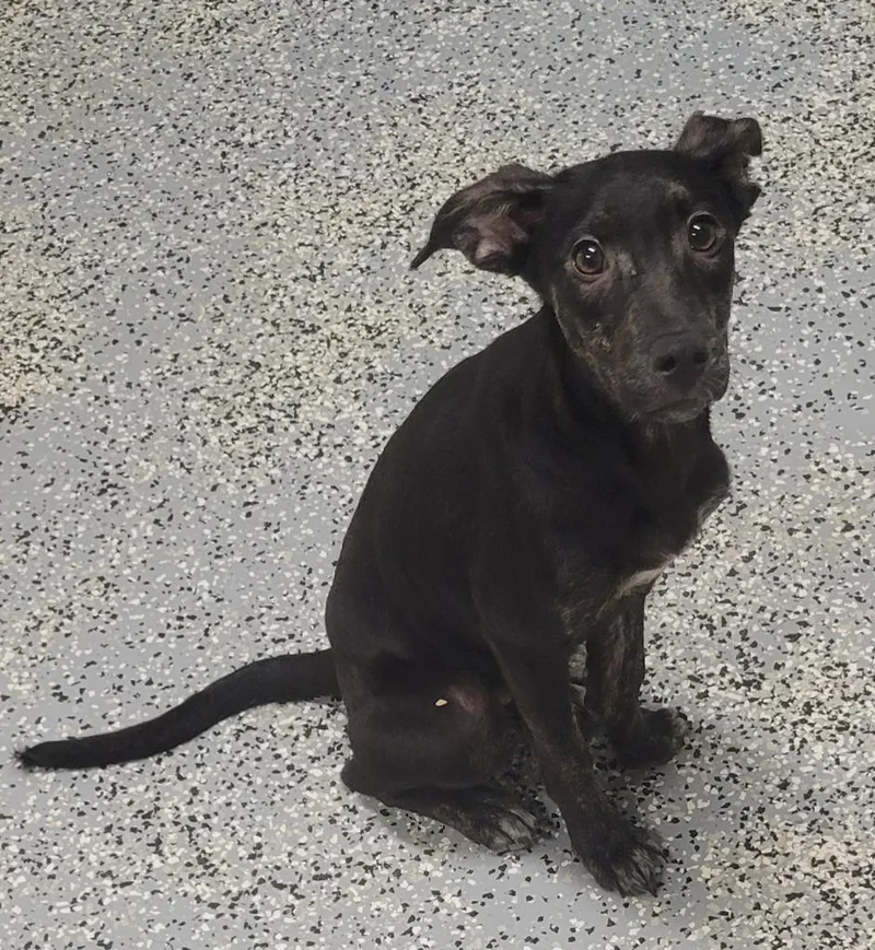 A baby medium-sized female German Shepherd Dog dog named Tink for adoption in Seven Points, TX