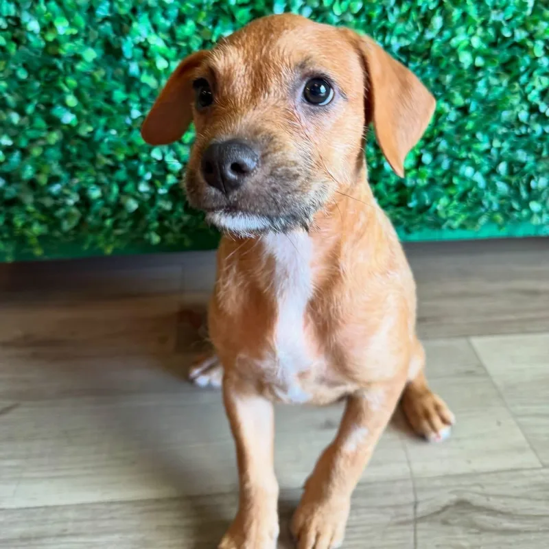A baby medium-sized female American Bully dog named Cheese ball for adoption in Henderson, NV