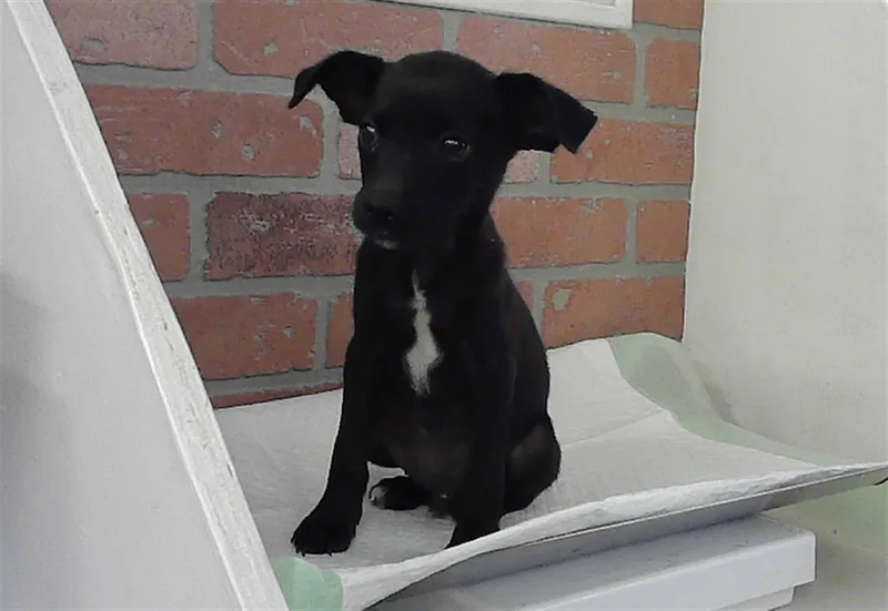 A baby small-sized male Chihuahua dog named Scottie for adoption in Houston, TX