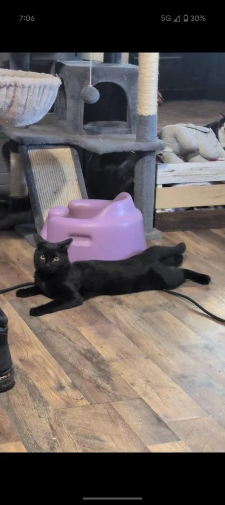 A young medium-sized male Black Domestic Short Hair cat named Chunk for adoption in Metamora, IL