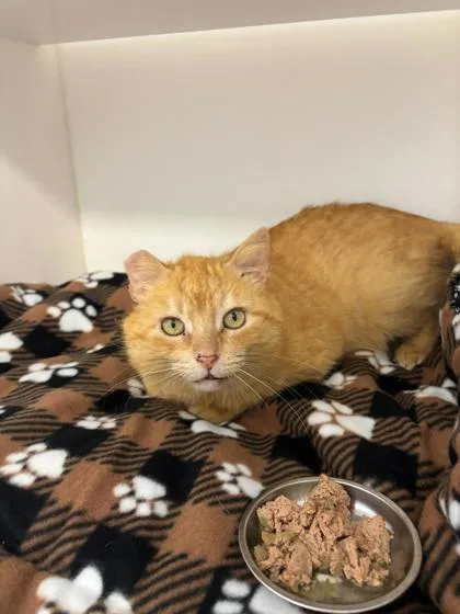 An adult small-sized male Domestic Medium Hair cat named Morris for adoption in Manteo, NC