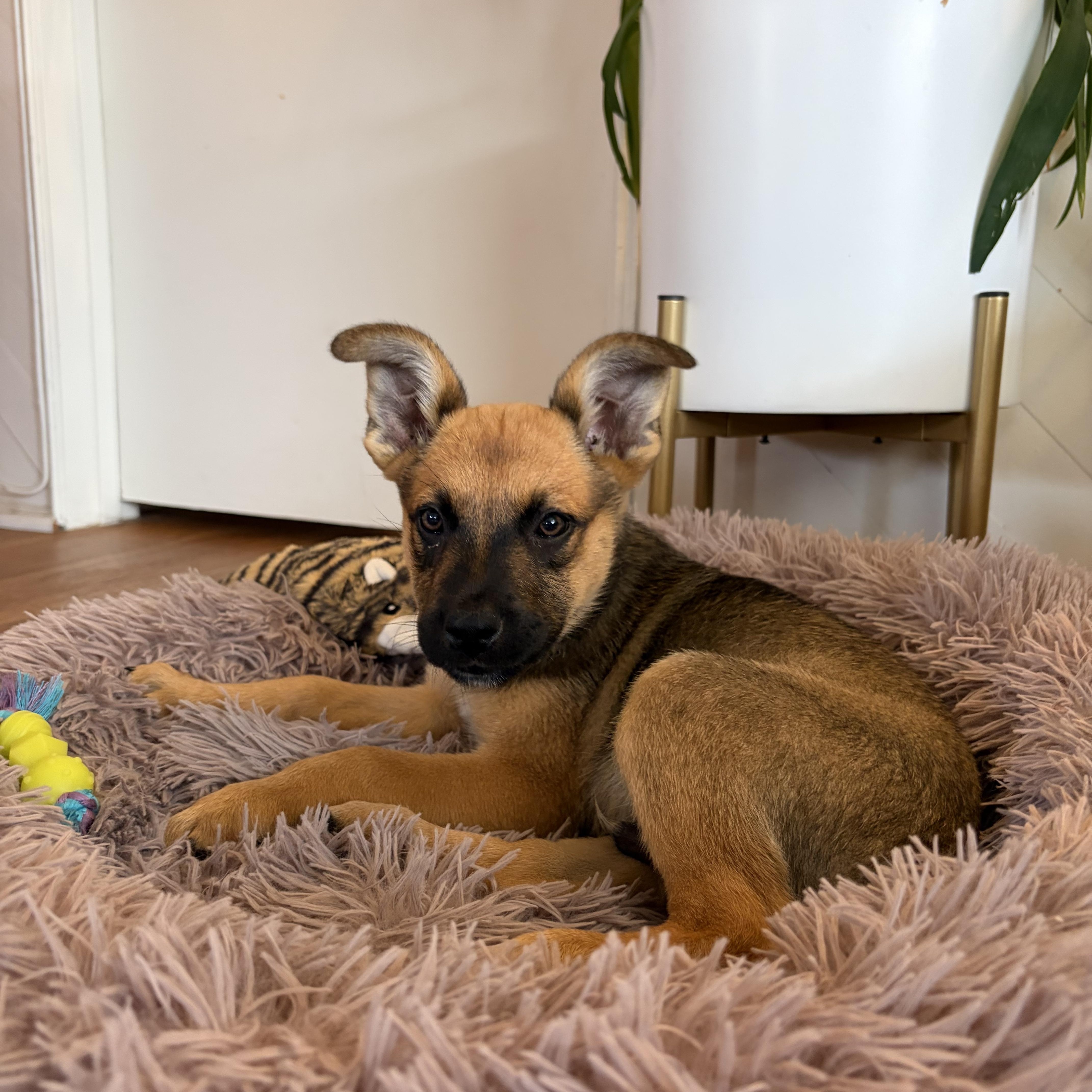 A baby medium-sized male Bicolor Australian Cattle Dog / Blue Heeler dog named Kody for adoption in Encino, CA