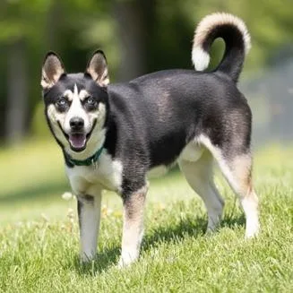 An adult large-sized male Black Husky dog named Duke for adoption in Novelty, OH