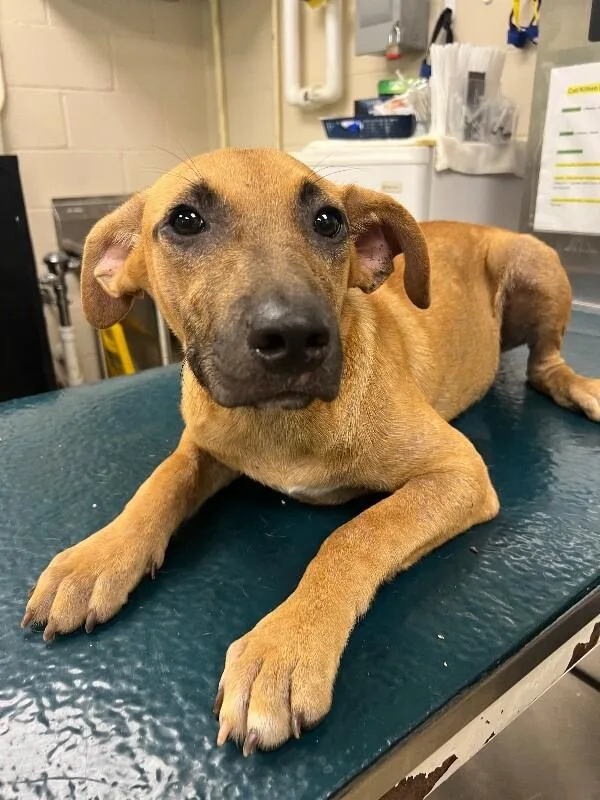 An adult medium-sized female Brown / Chocolate Mixed Breed dog named Kibble for adoption in Mobile, AL