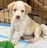 A baby medium-sized male Mixed Breed dog named Sawyer for adoption in West Chester, PA