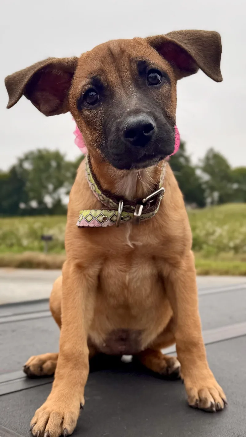 A young medium-sized female Rhodesian Ridgeback dog named Talia for adoption in Cordova, TN