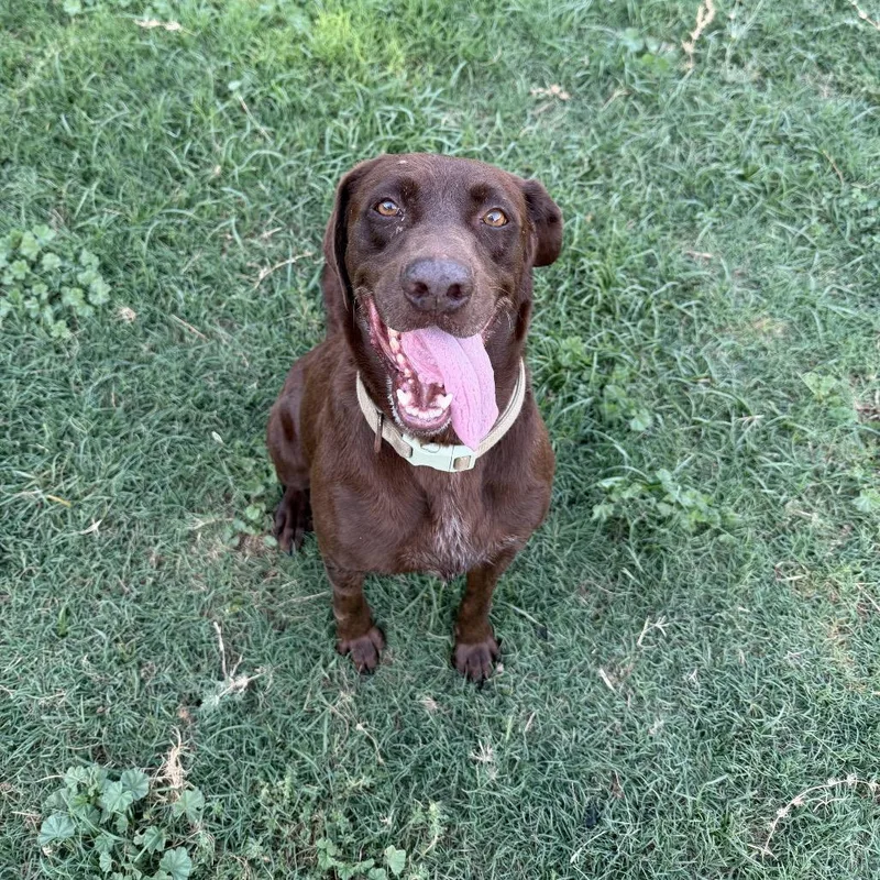 A senior large-sized male Chocolate Labrador Retriever dog named Darrell for adoption in Pearsall, TX