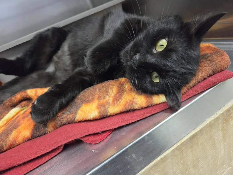 An adult medium-sized female Black Domestic Short Hair cat named Fruitfly for adoption in Chilton, WI