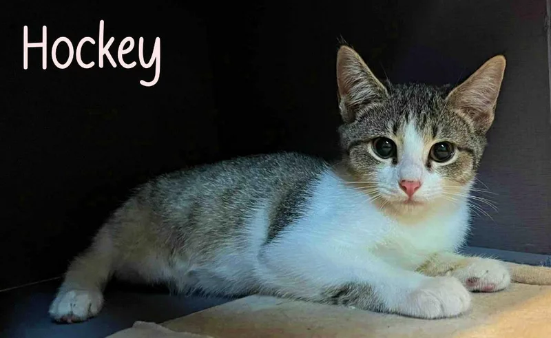 Hockey thumbnail 5