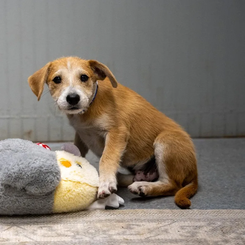 A baby medium-sized male Black Mouth Cur dog named Scruffy for adoption in Pawling, NY