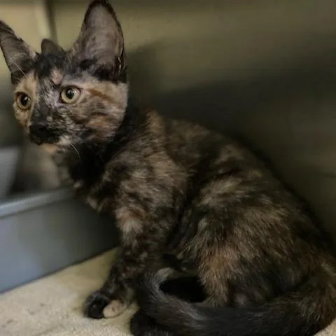 A baby small-sized female Black Domestic Short Hair cat named Betty for adoption in Dayton, OH