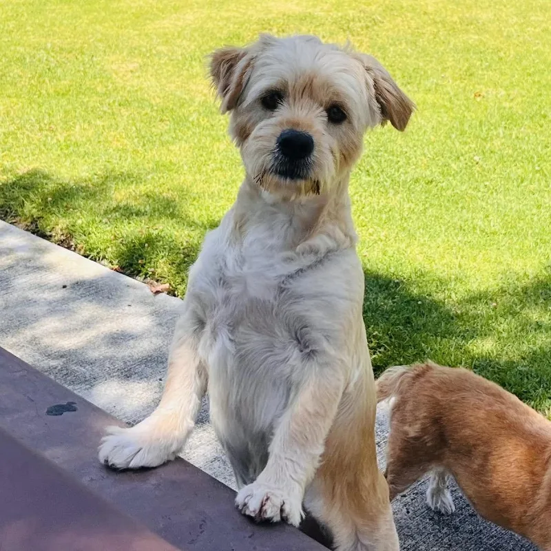 A young medium-sized female White / Cream Cockapoo dog named Frosting for adoption in Oceanside, CA