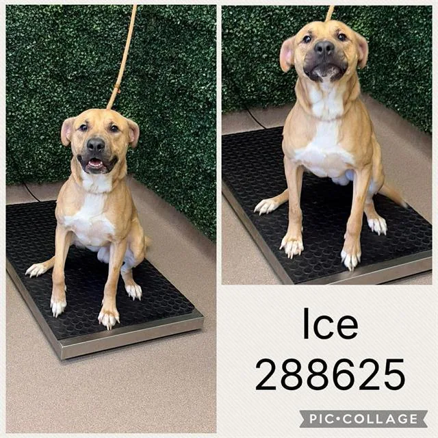 An adult large-sized male Pit Bull Terrier dog named Ice for adoption in Macon, GA