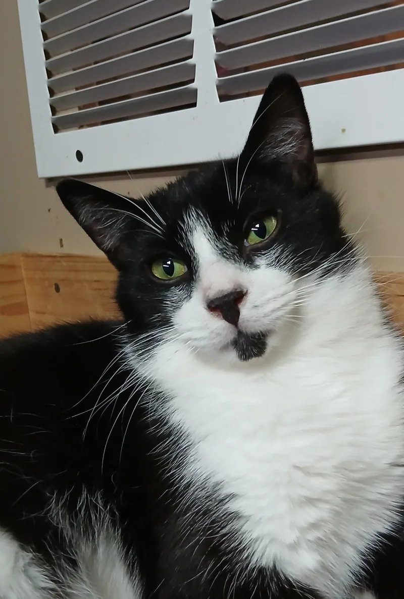 A baby medium-sized male Black & White / Tuxedo Domestic Short Hair cat named Popcorn for adoption in Bay City, MI