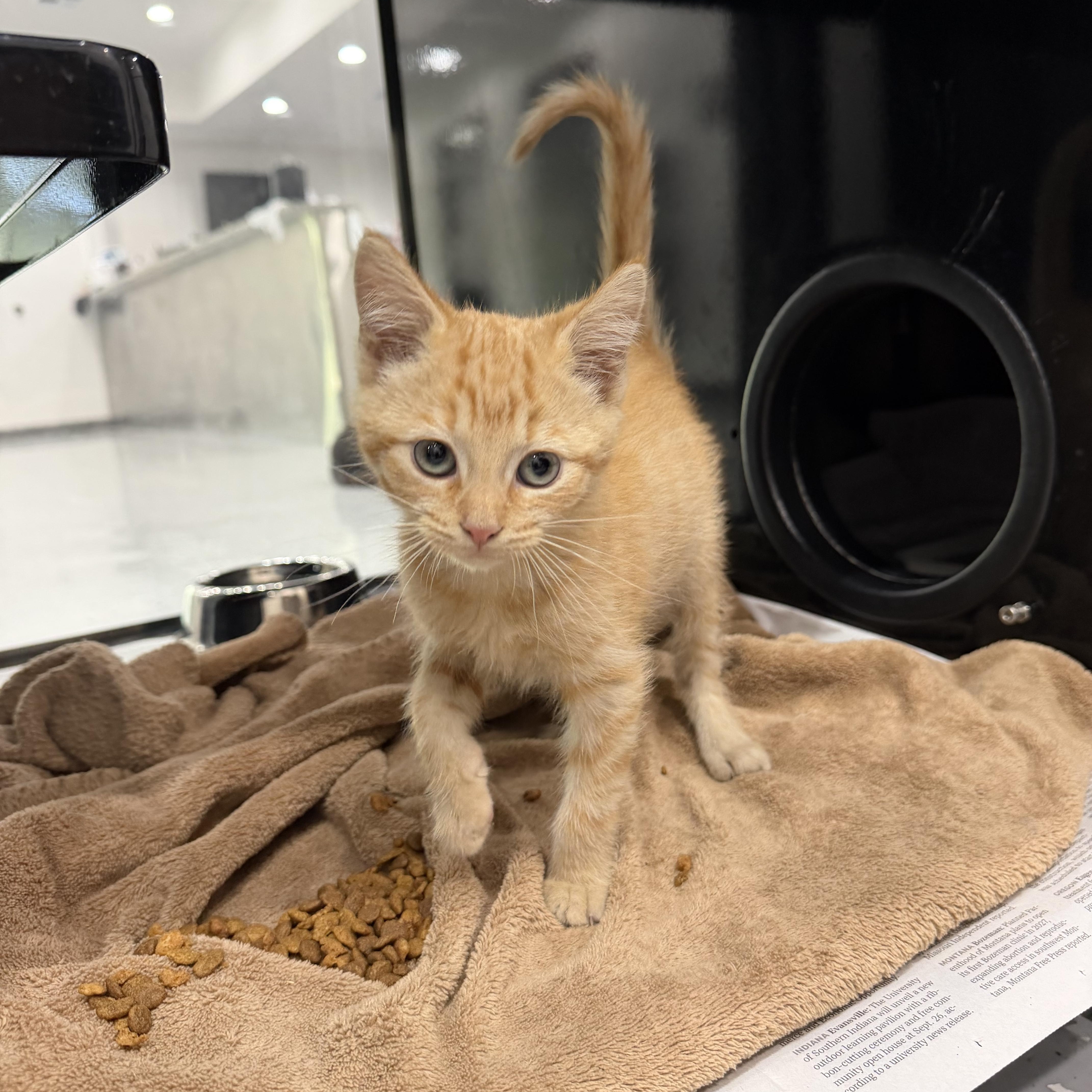 A young medium-sized male Orange & White Domestic Short Hair cat named Cotton Candy for adoption in Sherman, TX