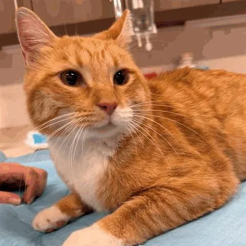 An adult large-sized male Orange / Red Domestic Short Hair cat named Tom for adoption in Houston, TX