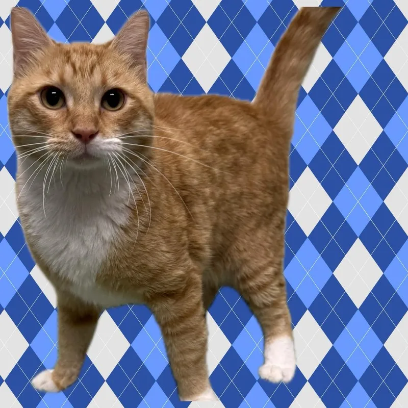 Tom thumbnail 4
