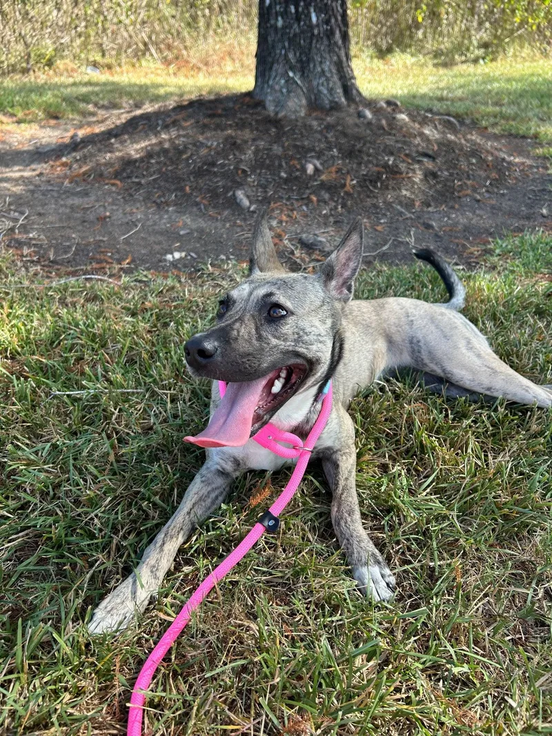 A baby medium-sized female Brindle Dutch Shepherd dog named Dolly for adoption in South Houston, TX