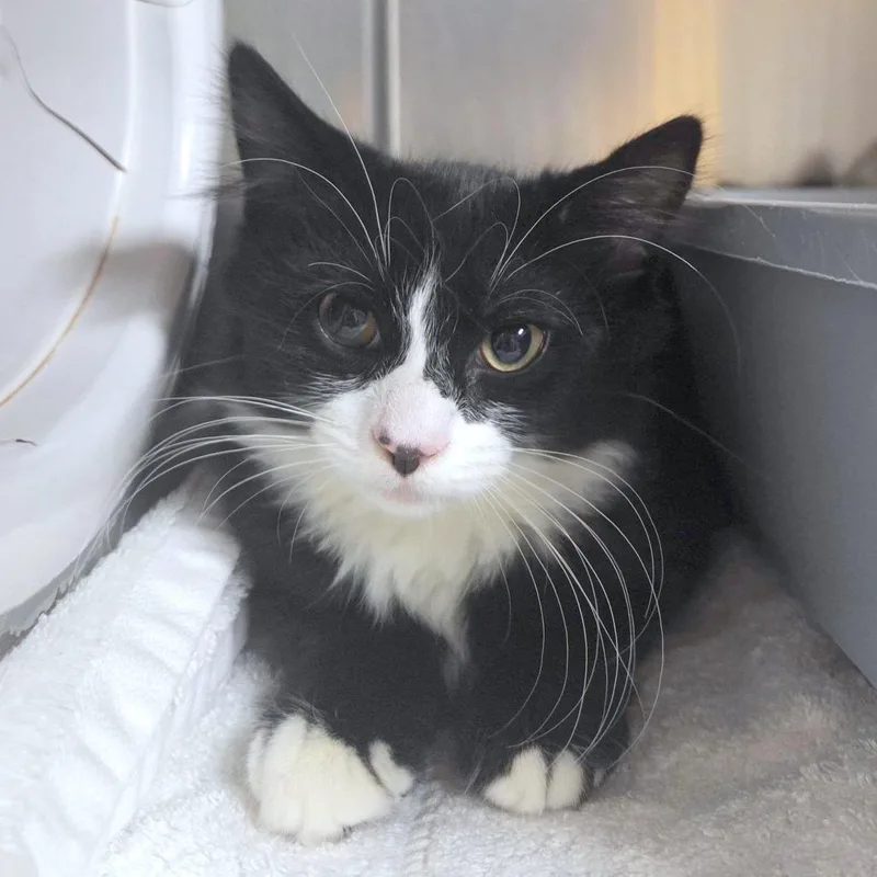 A baby small-sized male Domestic Short Hair cat named Toaster for adoption in Providence, RI