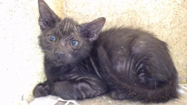 A baby medium-sized male Domestic Short Hair cat named Frankie for adoption in Downey, CA
