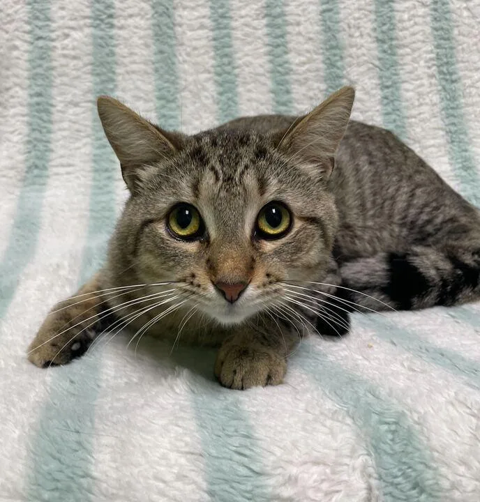 A young medium-sized male Domestic Short Hair cat named Simon for adoption in Jackson, MI