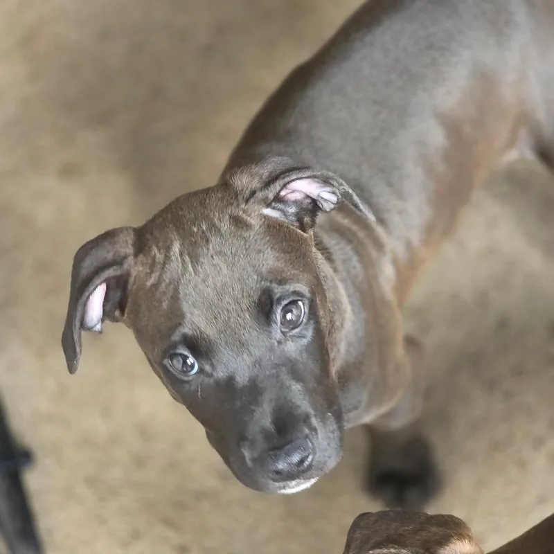 A baby small-sized male Pit Bull Terrier dog named Goldfish for adoption in Huntsville, AL