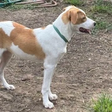 A baby large-sized female Brittany Spaniel dog named Amber for adoption in Corsicana, TX