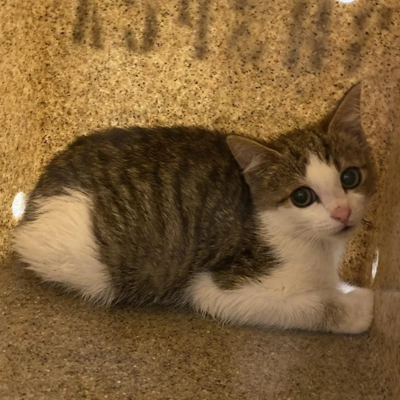 A baby small-sized male Brown / Chocolate Domestic Short Hair cat named Ozzy for adoption in Harrisonburg, VA
