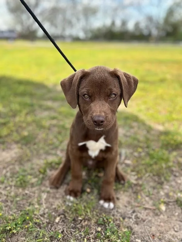 A baby small-sized male Brown / Chocolate Beagle dog named Justin for adoption in Aiken, SC