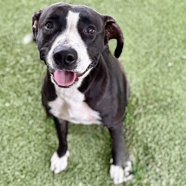 An adult large-sized female American Staffordshire Terrier dog named Windy for adoption in Tavares, FL