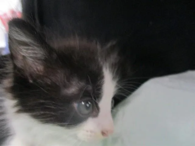 A baby small-sized male Domestic Short Hair cat named A for adoption in Ocala, FL
