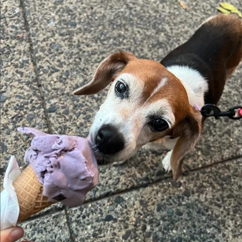 A senior small-sized female Beagle dog named Betty for adoption in Philadelphia, PA