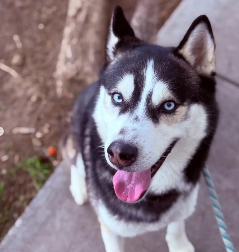 An adult medium-sized male Husky dog named Atlas for adoption in TEMECULA, CA