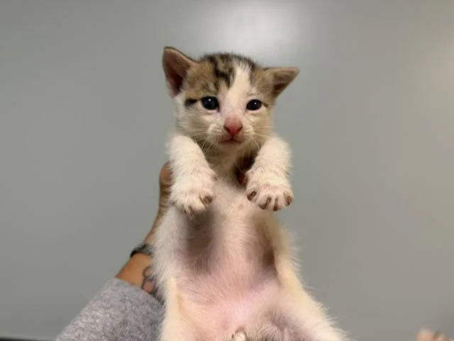 A baby small-sized male Domestic Short Hair cat named Chino for adoption in Miami, FL