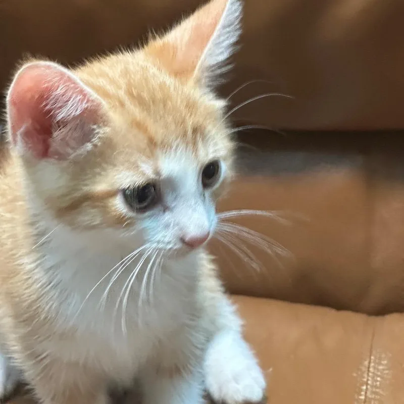 A baby small-sized male Domestic Short Hair cat named Rupert for adoption in Huntington, WV