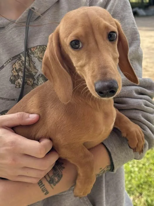 A baby small-sized male Dachshund dog named Asher for adoption in West Bloomfield, MI