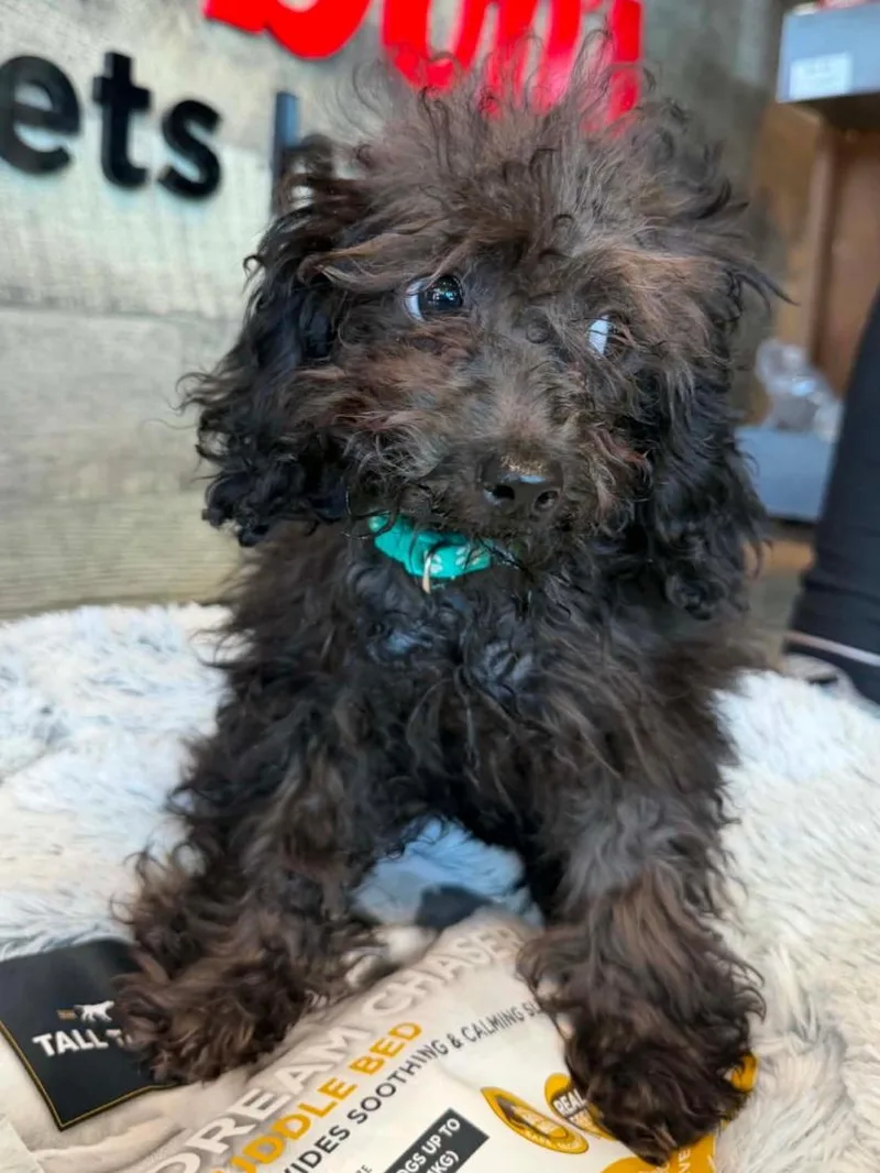 A baby small-sized female Black Miniature Poodle dog named Gabriel or Ariel for adoption in Thornton, CO