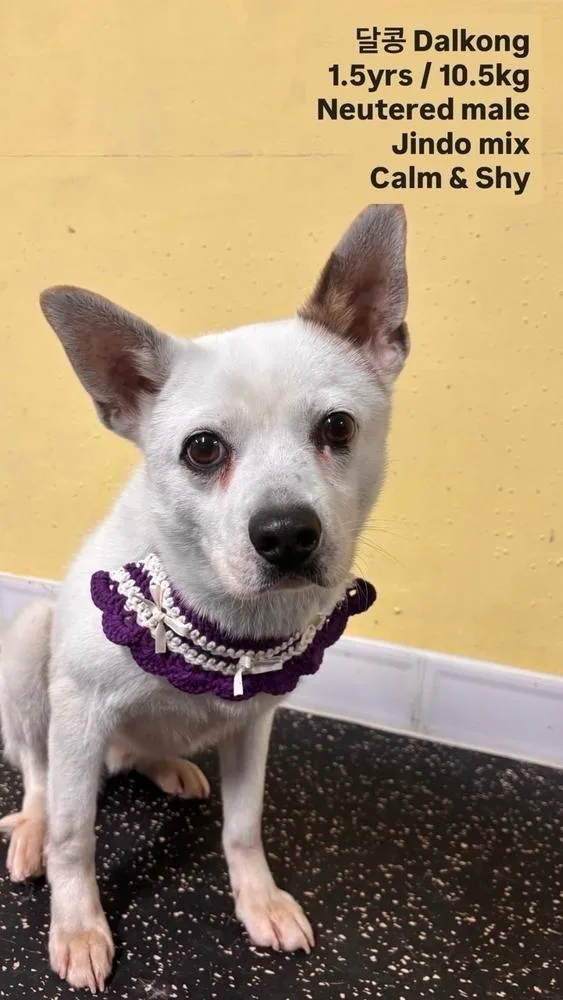 A young medium-sized male Jindo dog named Dalkong for adoption in Long Island City, NY