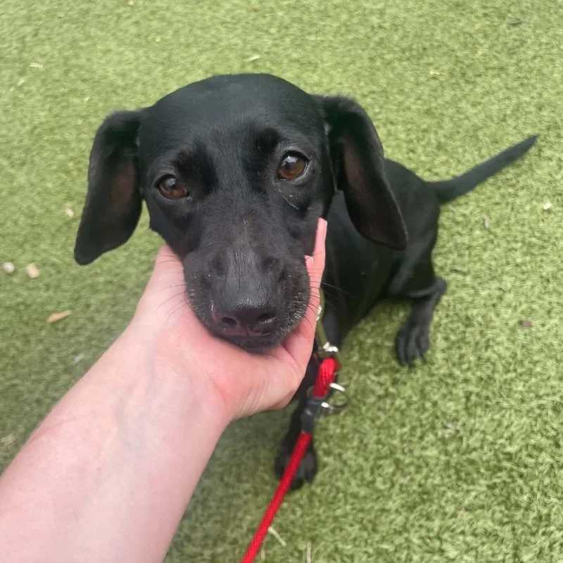 An adult medium-sized female Black Dachshund dog named Silly Sally for adoption in Wichita, KS