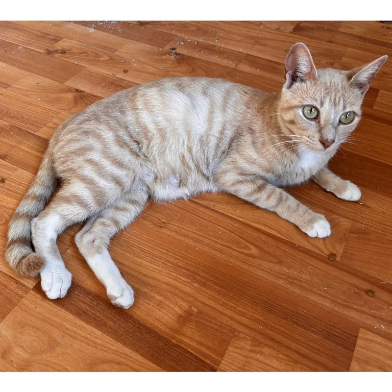 Dance Mom thumbnail 3