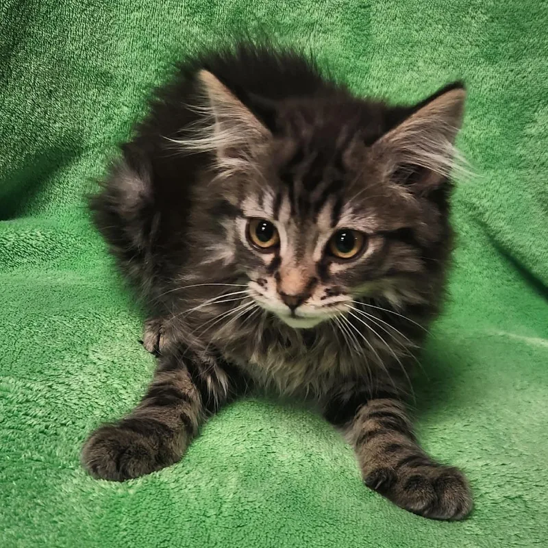 A baby small-sized female Brown / Chocolate Domestic Long Hair cat named Aura for adoption in Brighton, MO
