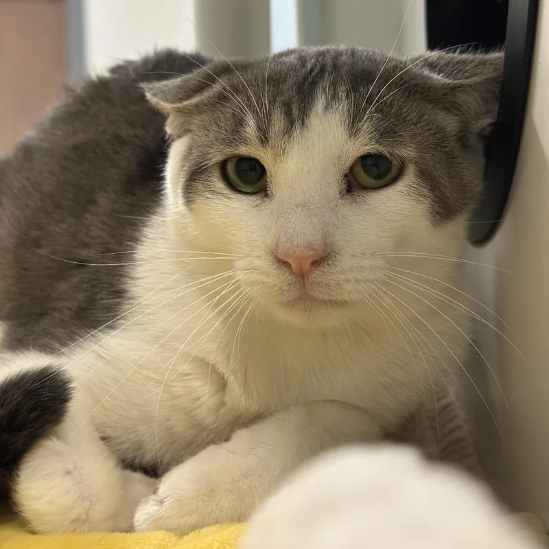 An adult medium-sized male White Domestic Short Hair cat named Condo for adoption in Matteson, IL