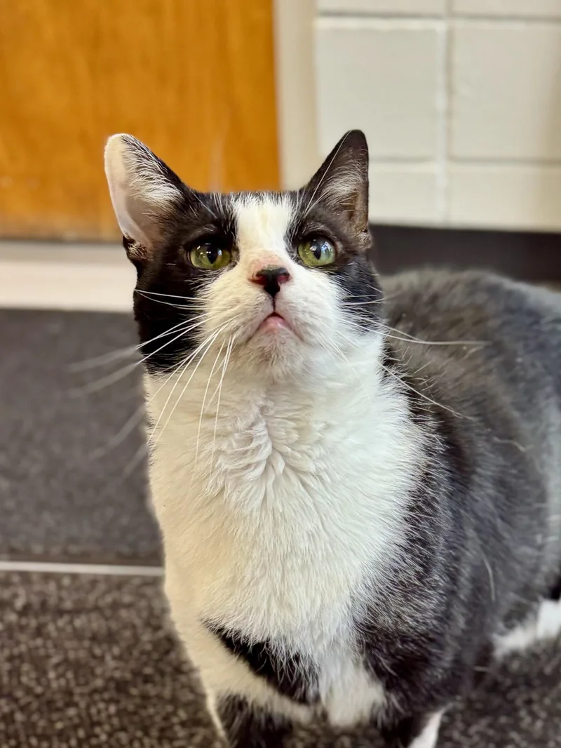 A senior extra large-sized male Domestic Short Hair cat named Irving for adoption in Midland, MI