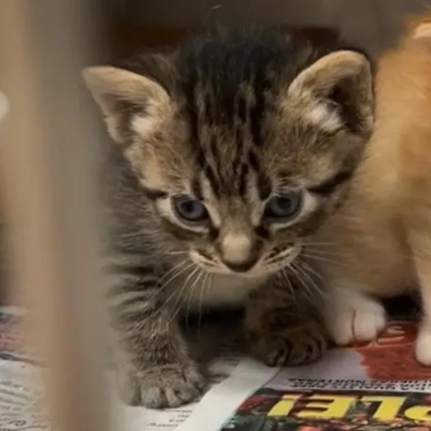 A baby small-sized male Brown / Chocolate Domestic Short Hair cat named Carson for adoption in Leander, TX