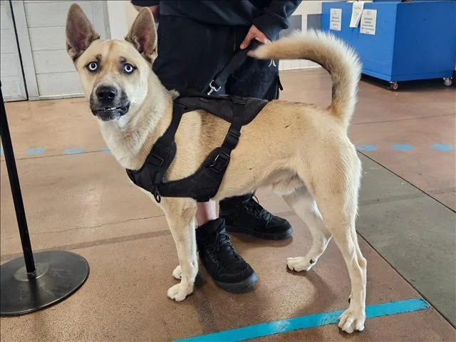 An adult large-sized male Mixed Breed dog named Arlo for adoption in Van Nuys, CA