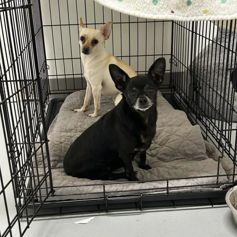 A senior small-sized female Black Chihuahua dog named Sally for adoption in Groveland, MA