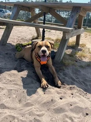 An adult large-sized male Mixed Breed dog named Boomer for adoption in Manteo, NC