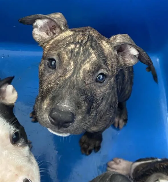 A baby large-sized male Mixed Breed dog named Atlas for adoption in Dallas, TX