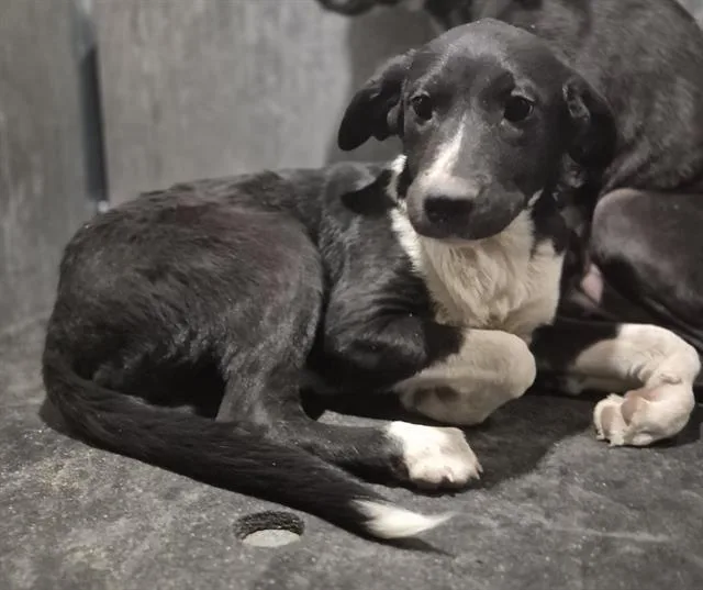A baby small-sized female American Staffordshire Terrier dog named Shiso for adoption in San Antonio, TX